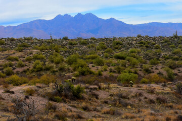 Salt River Recreation Area Arizona