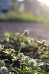 flowers in the grass
