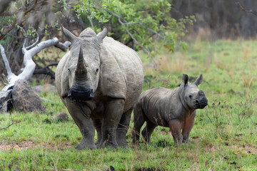 White rhinoceros (Ceratotherium simum) mother and calf on the plains of a game reserve in the...