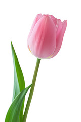 pink rose coloured tulip on transparent background