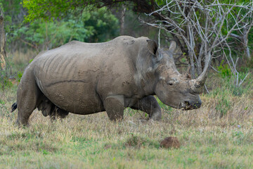 Obraz premium White rhinoceros, white rhino or square-lipped rhinoceros (Ceratotherium simum) on the plains of a game reserve in the Waterberg Area in South Africa