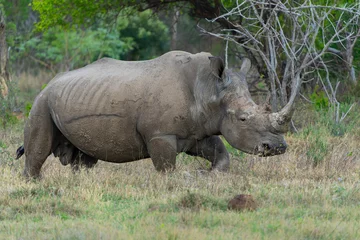 Foto op Plexiglas White rhinoceros, white rhino or square-lipped rhinoceros (Ceratotherium simum) on the plains of a game reserve in the Waterberg Area in South Africa © henk bogaard