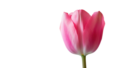 pink rose coloured tulip on transparent background
