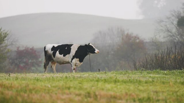 Amazing milk cow on beautiful meadow with foggy mystic background in hilly area. Natural pasture, meadow with grass for cattle, green fresh feed