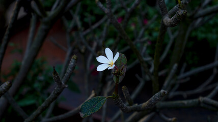 flower in the garden