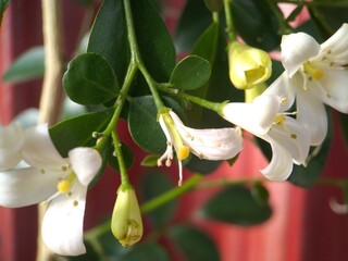 Murraya paniculata flowers, also known as orange jasmine or China box.