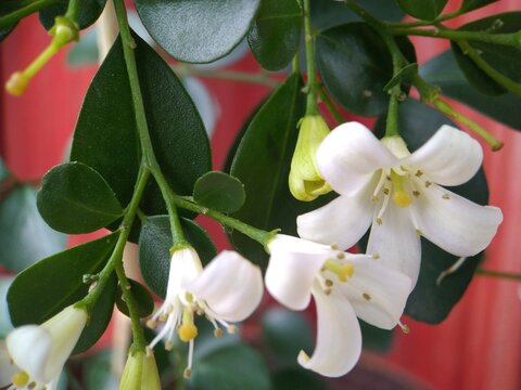 Orange jasmine in allotment. This plant is also known as mock orange and Murraya paniculata.