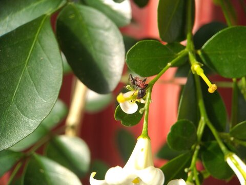 Orange jasmine in allotment. This plant is also known as mock orange and Murraya paniculata.