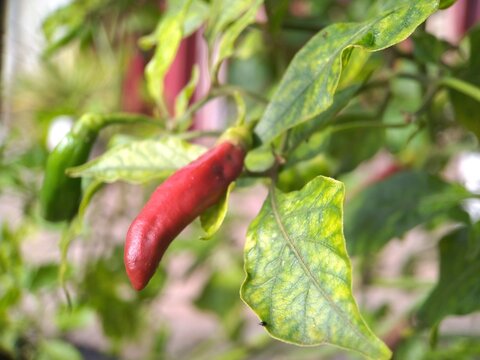 red chili in the garden