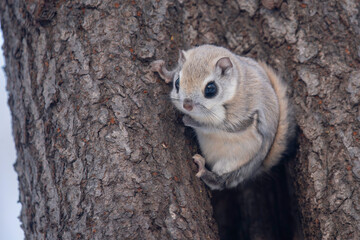 冬のエゾモモンガ