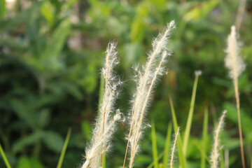 grass in the wind