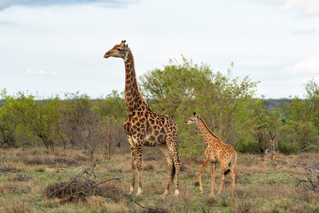 Giraffe mother and baby walking in a Game Reserve in the Waterberg Region in South Africa