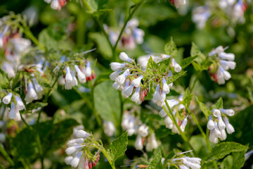 Selective focus of white flower common comfrey in the park with blur background, Symphytum orientale is a flowering plant of the genus Symphytum in the family Boraginaceae, Nature floral background.