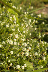 close up of green grass