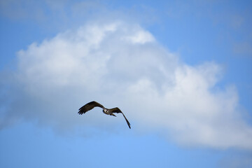 Fototapeta na wymiar Flying Sea Eagle Over Casco Bay in Maine