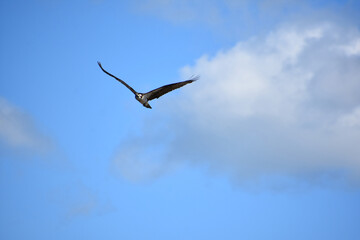Osprey Looking for Fish From the Skies