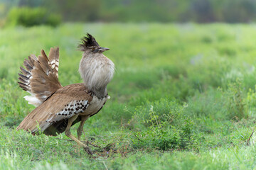 Kori Bustard (Ardeotis kori) in courtship walking on the plains of Pilanesberg National Park in South Africa