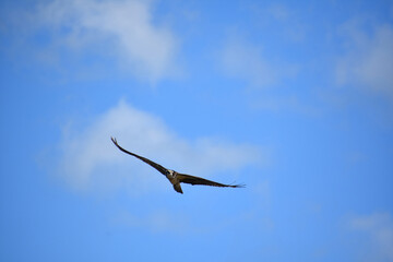 Fish Hawk Hunting from the Skies in Casco Bay