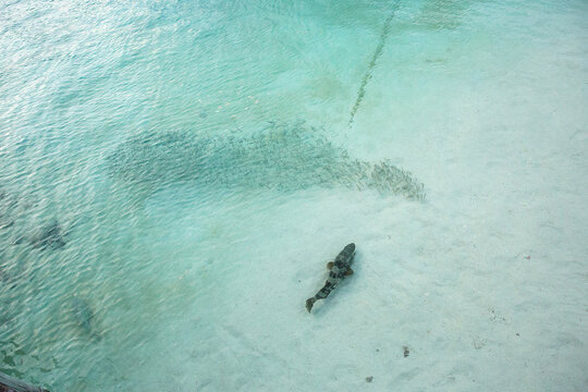 coral cod chasing school of smaller fish off Heron Island