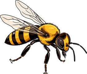 bee vector design illustration isolated on transparent background

