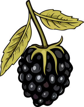 recommend clip art: berry vector design illustration isolated on transparent background
                    