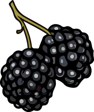 recommend clip art: berry vector design illustration isolated on transparent background
                    