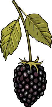blackberry with green leaves on white clip art preview