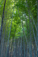 Fototapeta premium FOREST