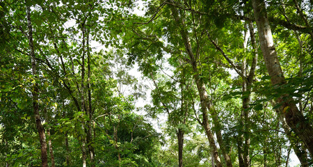 Fototapeta premium green leaves background