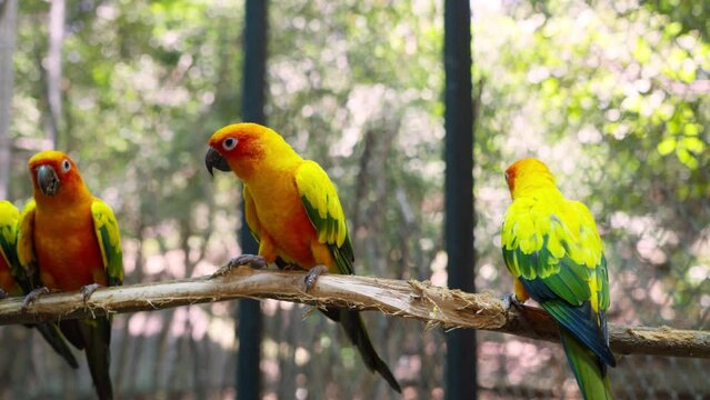 The sun parakeet (Aratinga solstitialis), also known in aviculture as the sun conure, is a medium-sized. Adorable pet bird animal. Footage b roll slow motion.