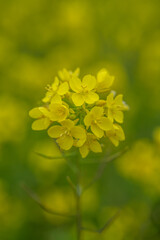 YELLOW FLOWER