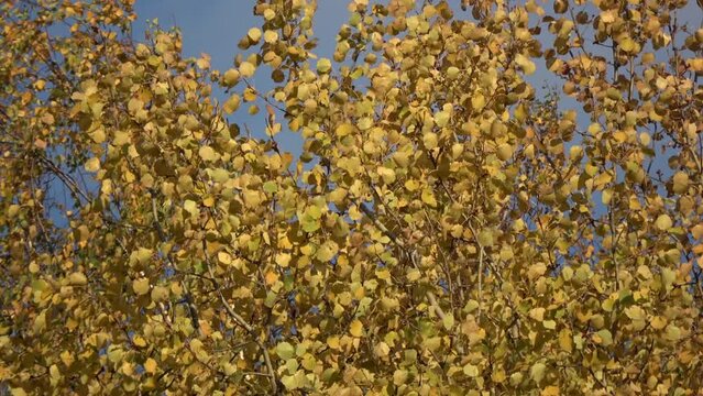 Golden autumn birch tree leaves background in wind

