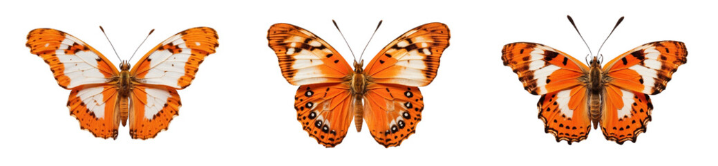 Collection of PNG orange butterflies or on a transparent background. Decorations and design elements for a project, banner, postcard, business, background. Beautiful bright butterflies. Insect.