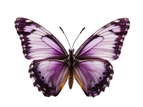 Purple butterfly in PNG format or on a transparent background. A decorative and design element for a project, banner, postcard, business, background. A beautiful bright butterfly. Insect.