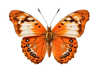 Orange butterfly in PNG format or on a transparent background. A decorative and design element for a project, banner, postcard, business, background. A beautiful bright butterfly. Insect.