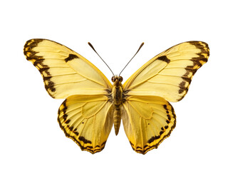 Yellow butterfly in PNG format or on a transparent background. A decorative and design element for a project, banner, postcard, business, background. A beautiful bright butterfly. Insect.