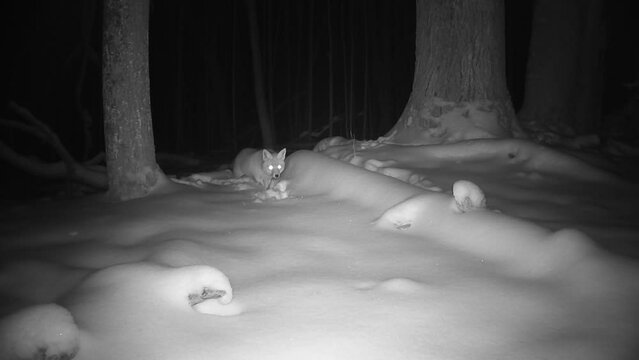 Red fox in midwinter forest at night