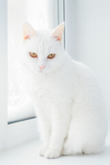 White cat sits on white windowsill. Portrait of beautiful Japanese Bobtail cat. Beautiful cat with yellow eyes in home environment.
