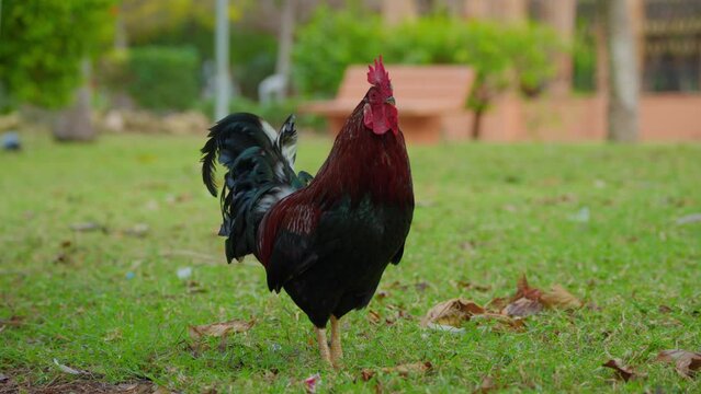Portrait of a rooster in a garden. Close up shot of free range organic chicken hen roaming freely on outdoor farm grass field, slow motion. Close up of a beautiful cock outdoors among green leaves