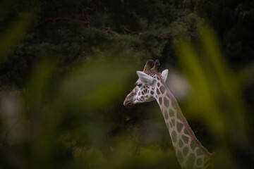 Rothschild's Giraffe (Giraffa Camelopardalis Rothschildi) in Zoological Garden. Beautiful Baringo Giraffe in Zoo. African Mammal with Long Neck.