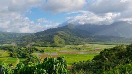 Landscape view of   Taro fields in stunning Hanalei Valley with sky and clouds in the background on...
