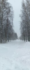 snow covered trees