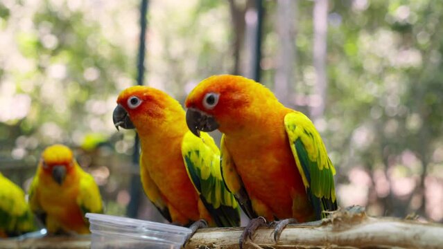 The sun parakeet (Aratinga solstitialis), also known in aviculture as the sun conure, is a medium-sized. Adorable pet bird animal. Footage b roll slow motion.