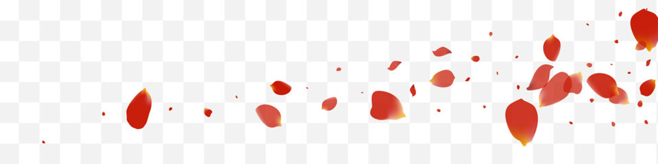 Delicate Sakura Beauty Vector White Panoramic