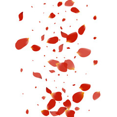 Delicate Sakura Spring Vector Transparent