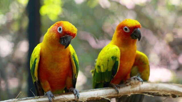 The sun parakeet (Aratinga solstitialis), also known in aviculture as the sun conure, is a medium-sized. Adorable pet bird animal. Footage b roll slow motion.