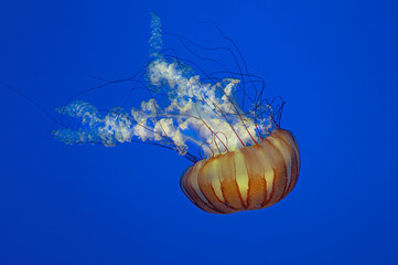 Jellyfish - Pacific Sea Nettles (Chrysaora fuscescens)