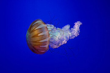Jellyfish - Pacific Sea Nettles (Chrysaora fuscescens)