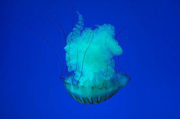 Jellyfish - Pacific Sea Nettles (Chrysaora fuscescens)