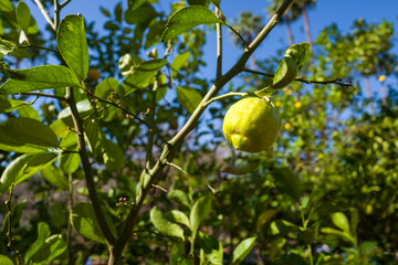 lemon on tree